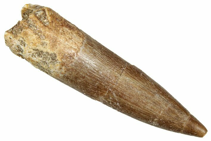 Fossil Plesiosaur (Zarafasaura) Tooth - Morocco #344252